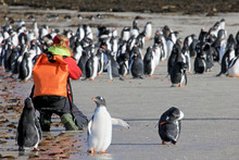 Photographer Taking Pictures Of Gentoo Penguins, Saunders, Falkland Islands, Malvinas