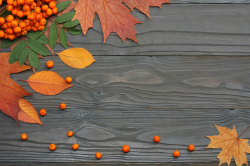 autumn background with colored leaves and rowan on wooden board. top view with copy space