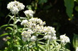 © skymoon13 - Anaphalis margaritacea or western pearly everlasting or pearly everlasting many white flowers