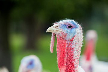 Poster - an head of an turkey