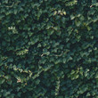 Seamless dark green ivy wall pattern