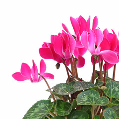 Wall Mural - Mini Cyclamens