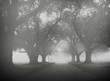 Cemetary south of New Orleans on a foggy morning