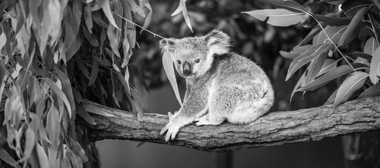 Wall Mural - koala in a eucalyptus tree.