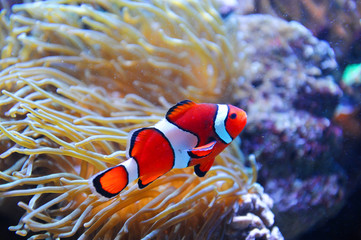 Wall Mural - red clown fish in the coral reef