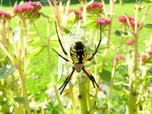 Yellow Garden Spider Large Face Abdomen