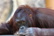 © Takashi Saito - Bornean Orang-utan ( 3 )