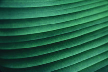 Striped Texture Of Green Palm Leaf, Abstract Of Banana Leaf Background.