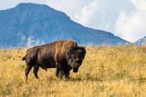 Fototapeta  - Bison in the rockies