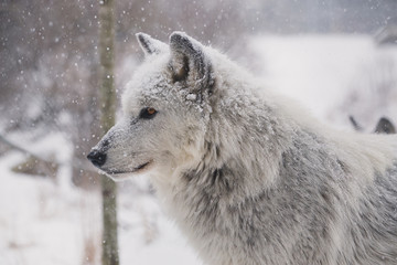 winter wolf