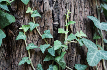 growing ivy on a tree trunk