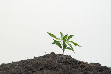  Human hand planting a tree on white background, Save earth concept