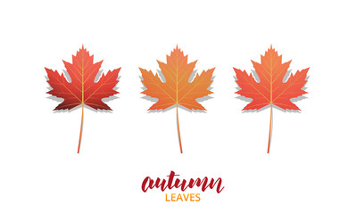 Wall Mural - autumn leaves. fall leaves design collection for ad, banner, background etc. autumn vector leaves is