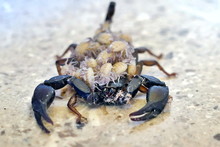 A Female Scorpion Carrying Its Offspring On Its Back - Front View