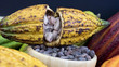 Kakaofrucht und Kakaobohnen organic