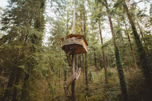 View Of Tree House In Forest