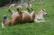 Haflinger Stute mit Fohlen auf der Weide, südtirol, italien, europa