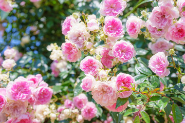  ピンクのバラの花