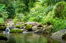 Bright Jungle With River. Natural Landscape
