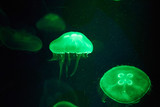 Fototapeta Do akwarium - Illuminate jellyfish. Medusa in aquarium.