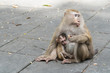 Mother monkey and baby monkey sitting on Flooring