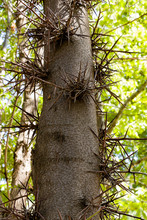 Thorny Carob Tree