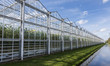 Tomato Greenhouse Harmelen with Ditch