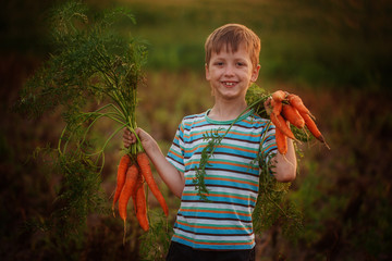 Wall Mural - Adorable little kid boy picking carrots in domestic garden on the sunset