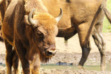 Wall Mural - european bison close up