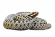 isolated male common crossed viper
