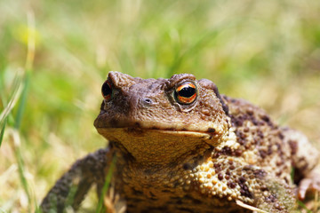 Wall Mural - portrait of ugly toad