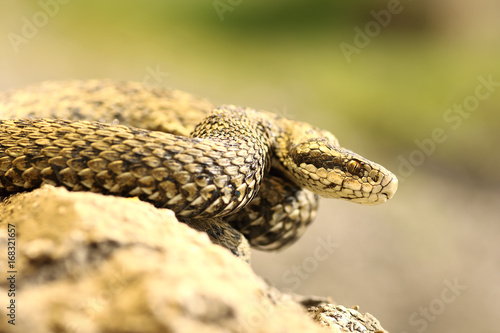 Zdjęcie XXL rzadki europejski jadowity wąż