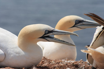 northern gannets, morus bassanus,