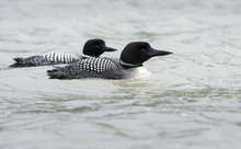 Canadian Loons