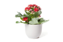 Red Kalanchoe In Flower Pot Isolated On White Background