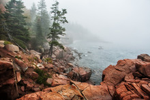 Coast Of The Atlantic Ocean In The Fog. Rocky Beach With Coniferous Trees On The Cliffs. Acadia National Park. Maine. USA. 
