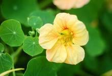 A Yellow Nasturtium Flower Against A Background Of Green Leaves.