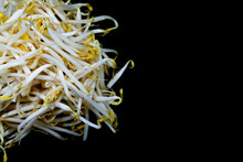 Mung Bean Sprout On Black Background