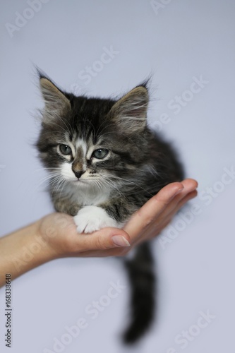 Chaton Norvegien Couleur Gris Tigre Et Blanc Poils Longs Position De Face Tenu Dans Une Main Sur Fond Studio Gris Clair Stock Photo Adobe Stock Chaton Norvegien Couleur Gris Tigre Et Blanc Poils Longs Position De Face Tenu Dans Une Main Sur Fond Studio Gris Clair Stock Photo Adobe Stock
