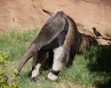 An Ant Eater Poking Its Snout Into The Ground, With A Bird Sitting On A Nearby Rock 