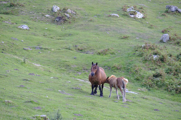 Caballos en la montaña