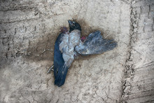 Dead (down) Hooded Crow