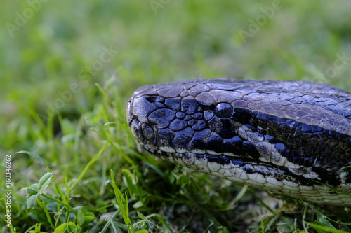 Plakat Wąż Python