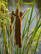 Common Cattails Or Brown “hot Dog On A Sticks” Growing Around A Pond 