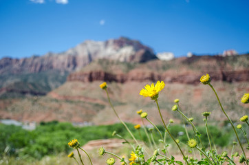 zion spring