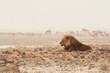 Lion at Etosha waterhole 