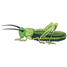 Green Grasshopper On A White Background. Vector Illustration. Hand Drawing.