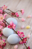 Fototapeta Kwiaty - Pastel Blue colored Easter Eggs and jelly beans with Cherry Blossoms