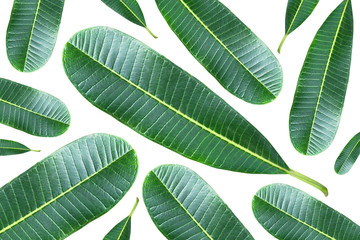 A repeating pattern of green plumeria leaves isolated on white background