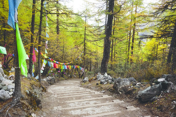 Shangri la, stairs going through forest filled with yellow green red autumn trees and small flags in valley in Yading national level reserve, Daocheng, Sichuan Province, China.